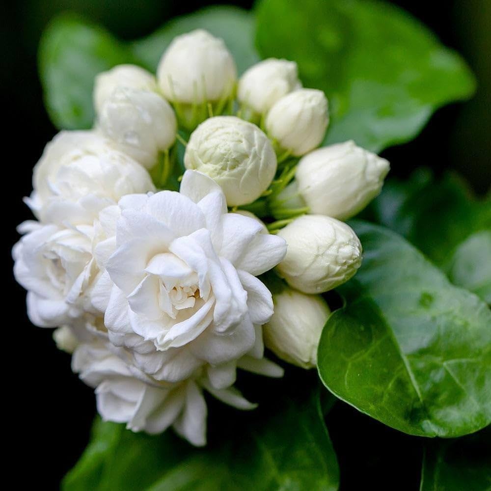 High quality White Jasminoides Flower seeds for Planting Garden Favorite, Heirloom & GMO Free Seeds for Home Garden seeds pack