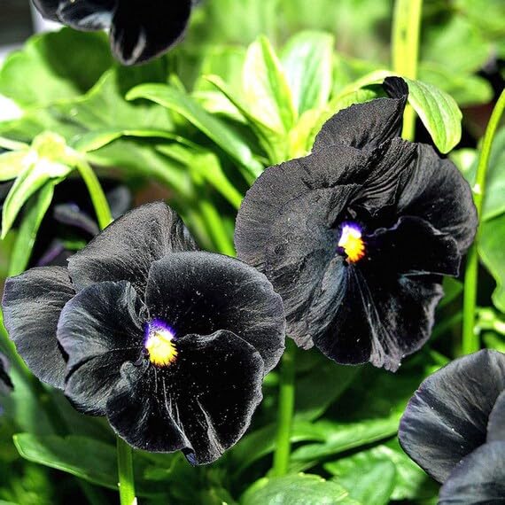 Black Bougainvillea Flower seeds for Planting Low Maintenance, Heirloom & GMO Free Seeds for Home Garden seeds for planting
