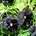 Black Bougainvillea Flower seeds for Planting Low Maintenance, Heirloom & GMO Free Seeds for Home Garden seeds for planting
