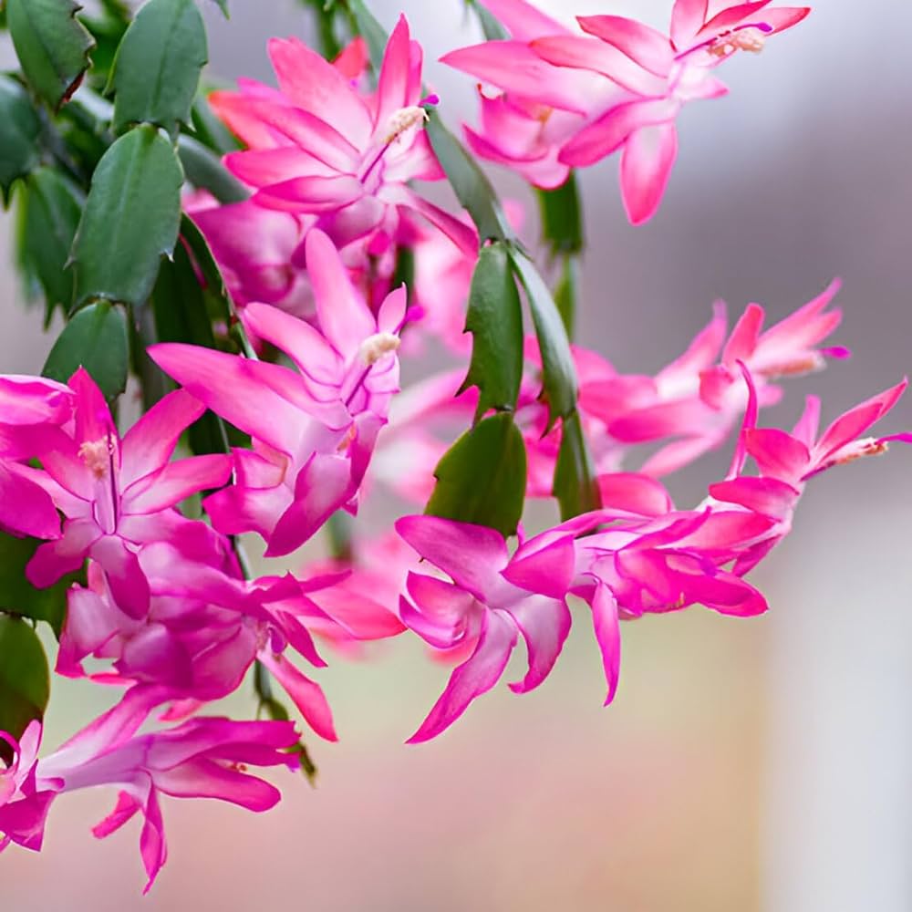 Premium Pink & White Schlumbergera Flower seeds for Planting Long Bloom Season, Heirloom & GMO Free Seeds for Home Garden seeds