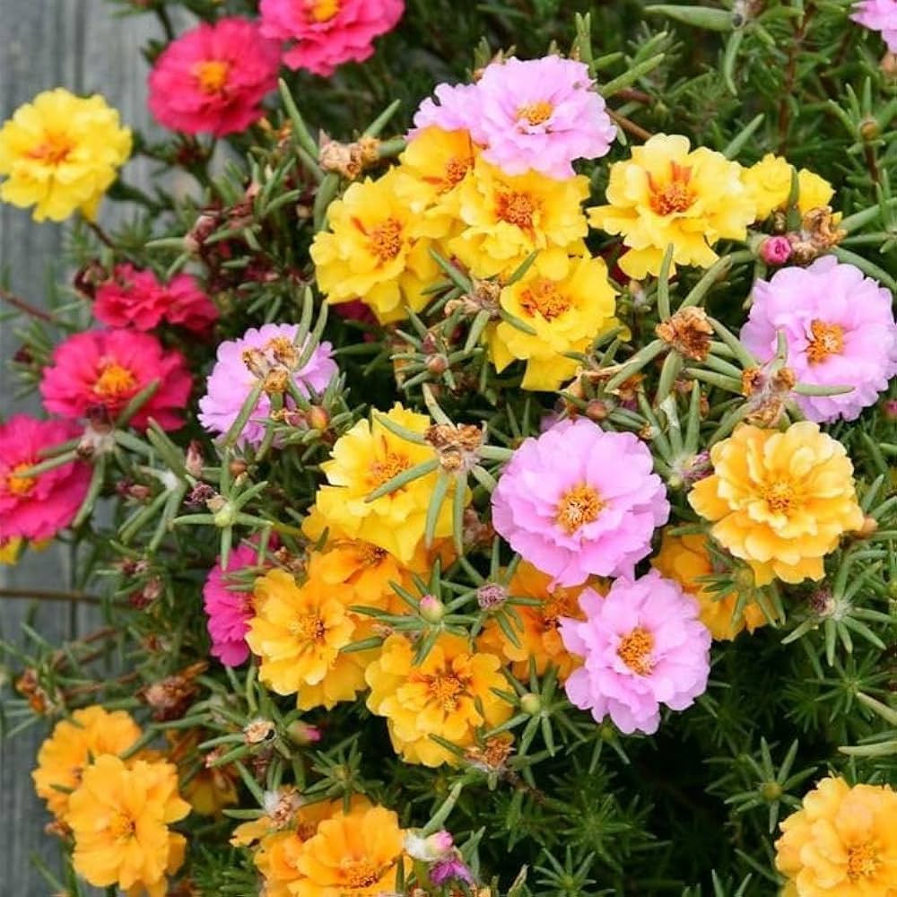 Sundial Peach Portulaca Moss Rose Flower seeds for Planting, Fragrant Blossoms Heirloom & GMO Free Seeds for Home Garden