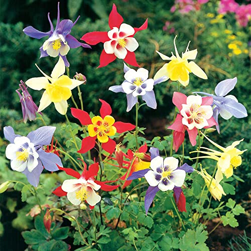 Aquilegia Flower seeds for Planting Drought Tolerant Heirloom & GMO Free Seeds for Home Garden