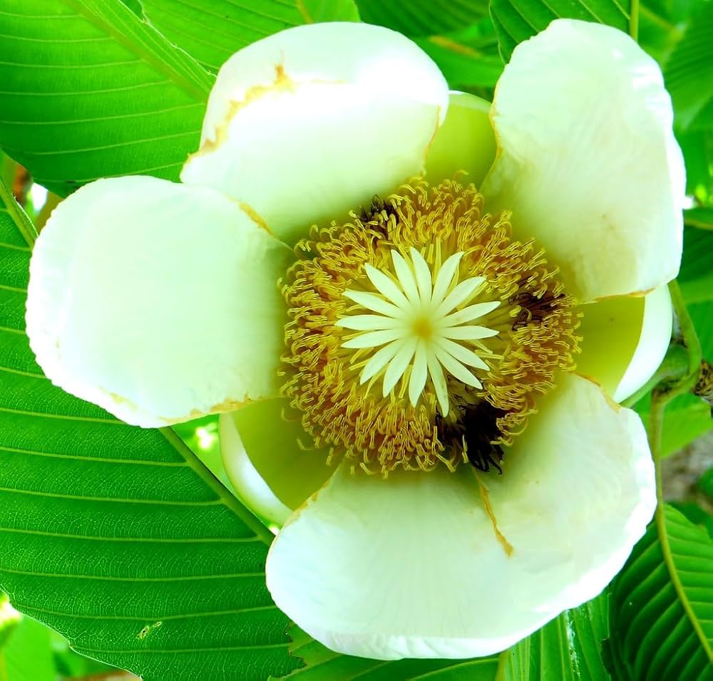 Premium White Dillenia Flower seeds for Planting Long Bloom Season, Heirloom & GMO Free Seeds for Home Garden seeds