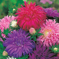 Multi Asters Giants Flower seeds for Planting Cut Flower Favorite, Heirloom & GMO Free Seeds for Home Garden seeds for planting