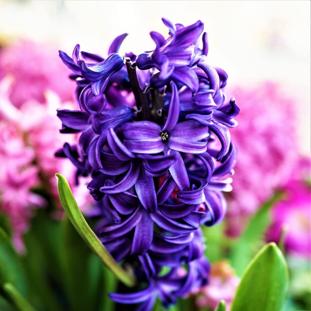 High quality Hyacinth Purple Flower seeds for Planting Compact Growth, Heirloom & GMO Free Seeds for Home Garden seeds pack