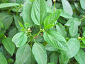 Corchorus Flower seeds for Planting Seasonal Bloomer, Heirloom & GMO Free Seeds for Home Garden seeds for planting