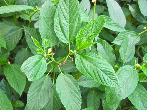 Corchorus Flower seeds for Planting Seasonal Bloomer, Heirloom & GMO Free Seeds for Home Garden seeds for planting