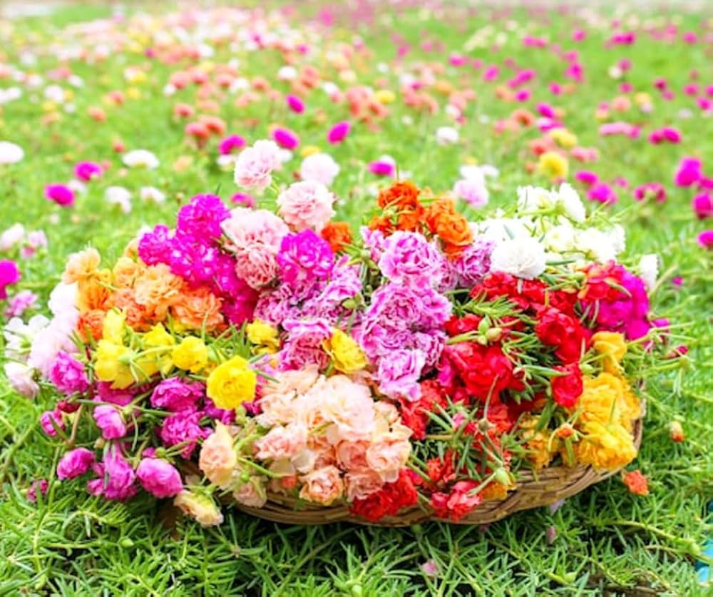 Sundial Peach Portulaca Moss Rose Flower seeds for Planting, Fragrant Blossoms Heirloom & GMO Free Seeds for Home Garden