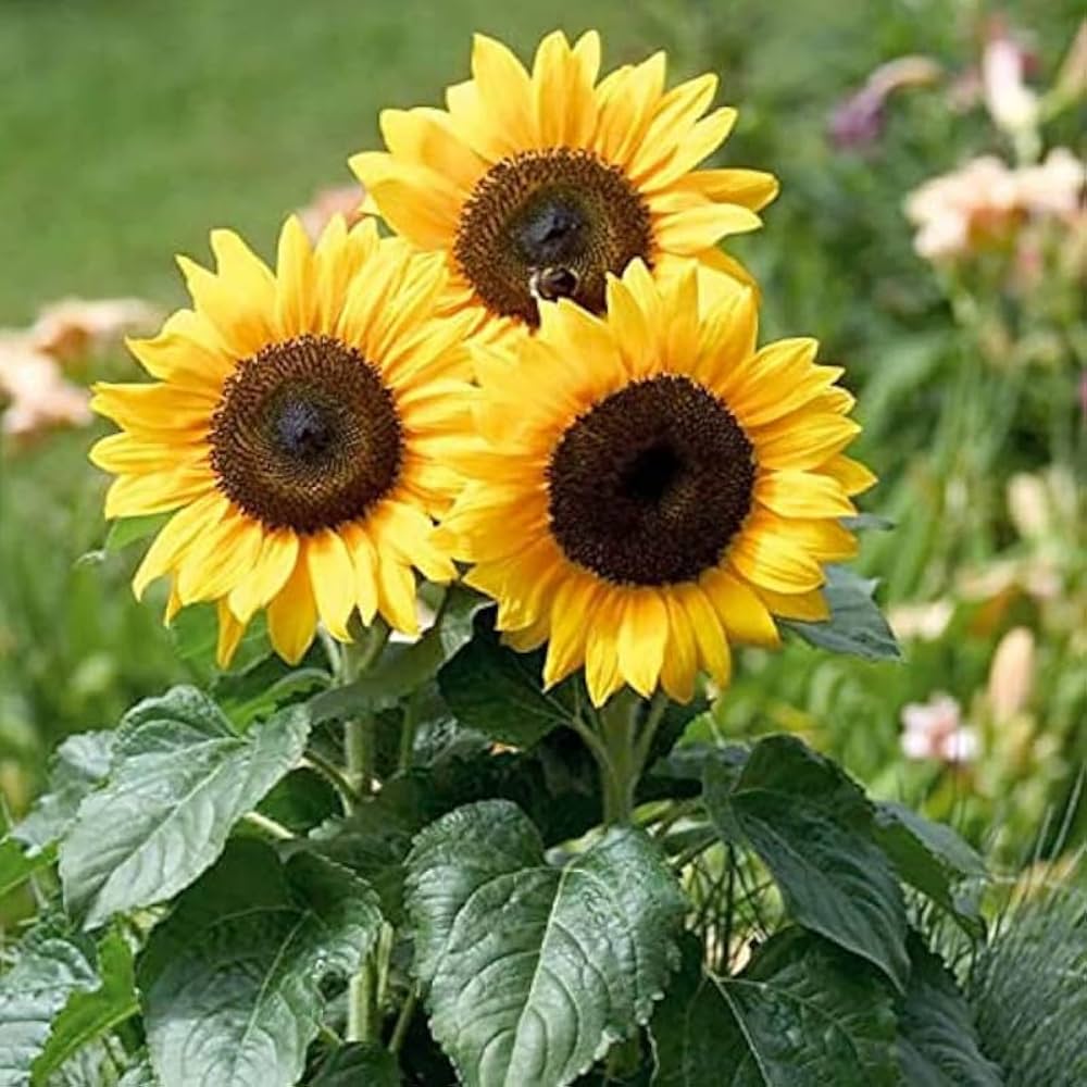 Mini SunFlower seeds for Planting Long Bloom Season Heirloom & GMO Free Seeds for Home Garden