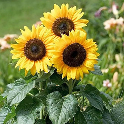 Mini SunFlower seeds for Planting Long Bloom Season Heirloom & GMO Free Seeds for Home Garden
