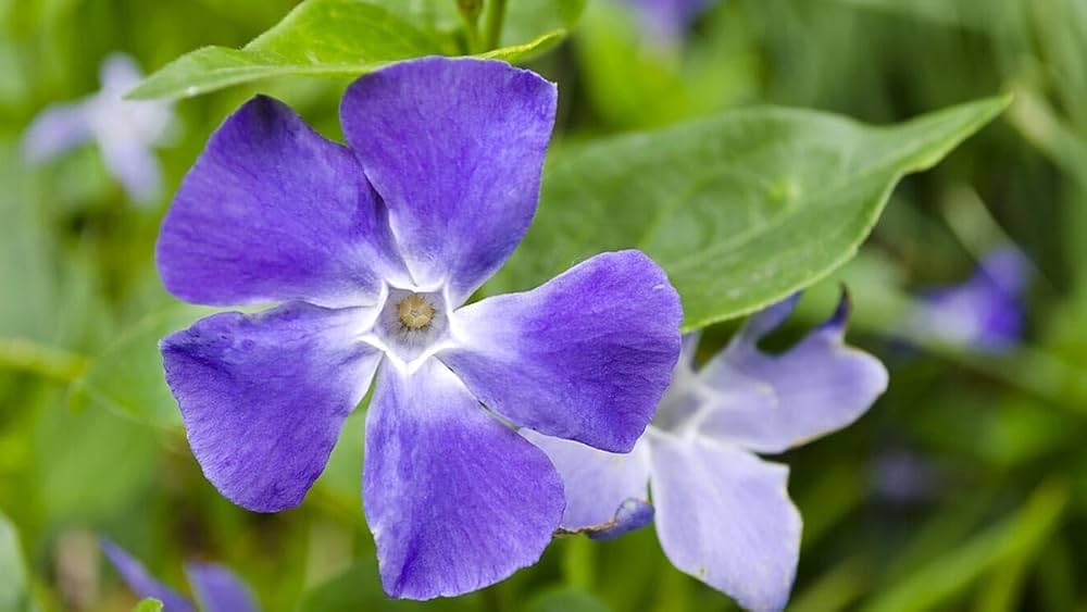 High quality Purple Vinca Periwinkle Flower seeds for Planting Premium Quality, Heirloom & GMO Free Seeds for Home Garden seeds pack