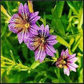Purple Salpiglossis Flower seeds for Planting Garden Favorite, Heirloom & GMO Free Seeds for Home Garden seeds for planting