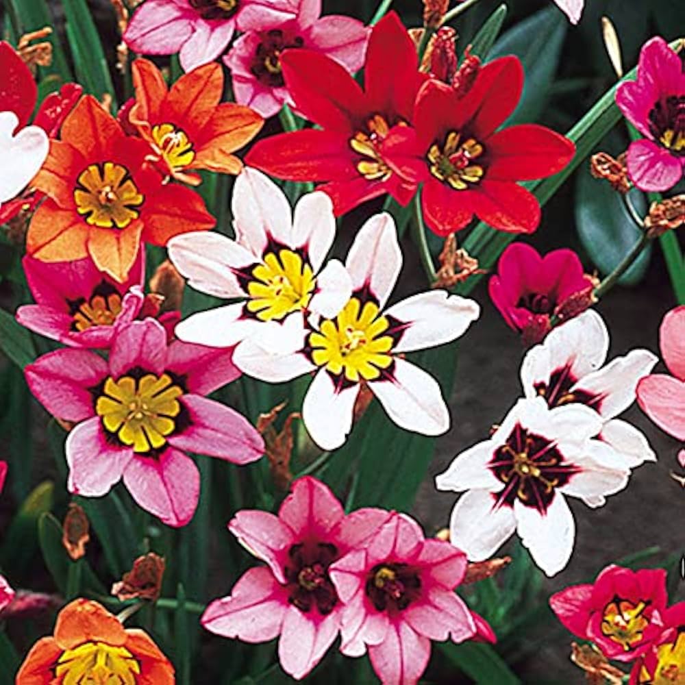 Mixed Sparaxis Flower seeds for Planting Bright Blooms, Heirloom & GMO Free Seeds for Home Garden vegetable and garden seeds