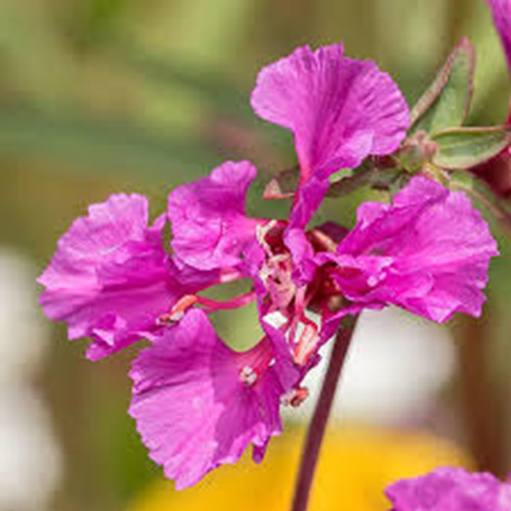 Premium Purple Elegant Clarkia Flower seeds for Planting Fragrant Blossoms, Heirloom & GMO Free Seeds for Home Garden seeds