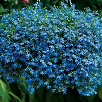 Blue Sapphire Flower seeds for Planting Cut Flower Favorite, Heirloom & GMO Free Seeds for Home Garden seeds for planting
