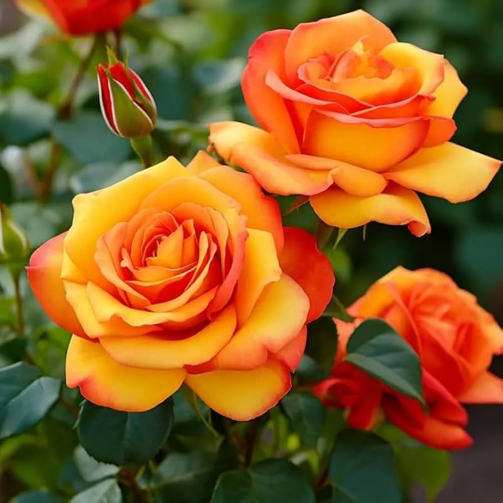 Dark Orange Rose Flower seeds for Planting Vibrant Colors, Heirloom & GMO Free Seeds for Home Garden vegetable and garden seeds