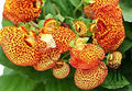 Yellow Calceolaria Crenatiflora Flower seeds for Planting Drought Tolerant, Heirloom & GMO Free Seeds for Home Garden seeds for planting
