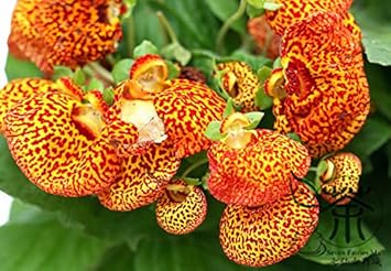 Yellow Calceolaria Crenatiflora Flower seeds for Planting Drought Tolerant, Heirloom & GMO Free Seeds for Home Garden seeds for planting