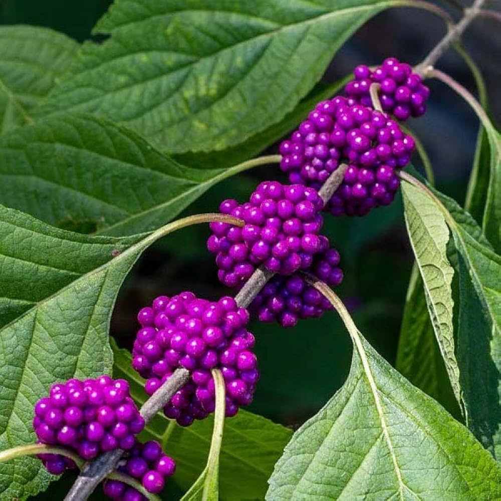 Premium Violet Callicarpa Flower seeds for Planting Hardy Variety, Heirloom & GMO Free Seeds for Home Garden seeds