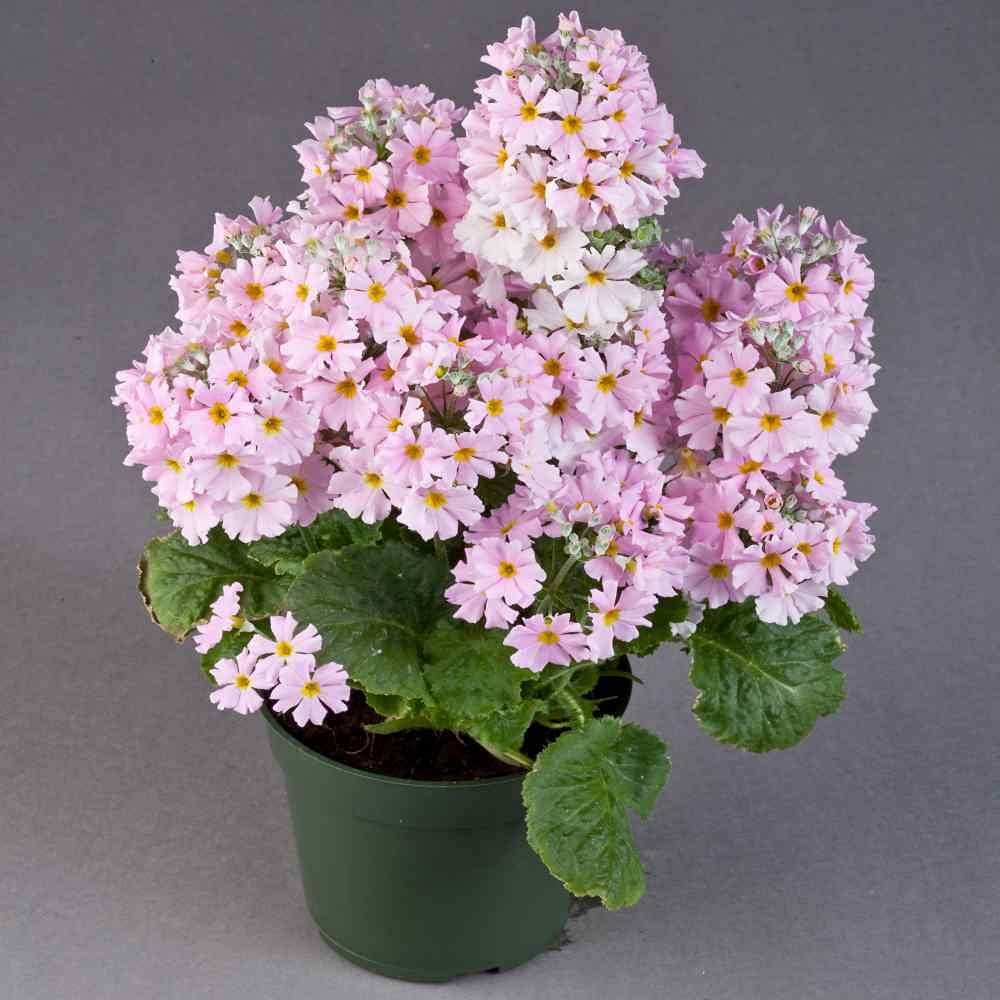 Premium Pink Primula Malacoides Flower seeds for Planting Premium Quality, Heirloom & GMO Free Seeds for Home Garden seeds