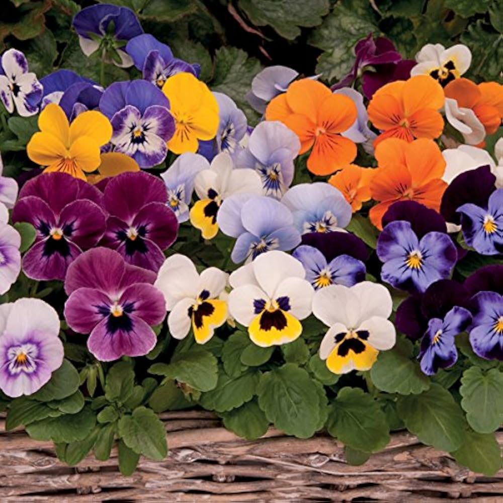 Mixed Viola Sorbet Flower seeds for Planting Perfect for Borders, Heirloom & GMO Free Seeds for Home Garden seeds for planting