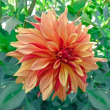 Dahlia Cancan Flower seeds for Planting Premium Quality, Heirloom & GMO Free Seeds for Home Garden seeds for planting