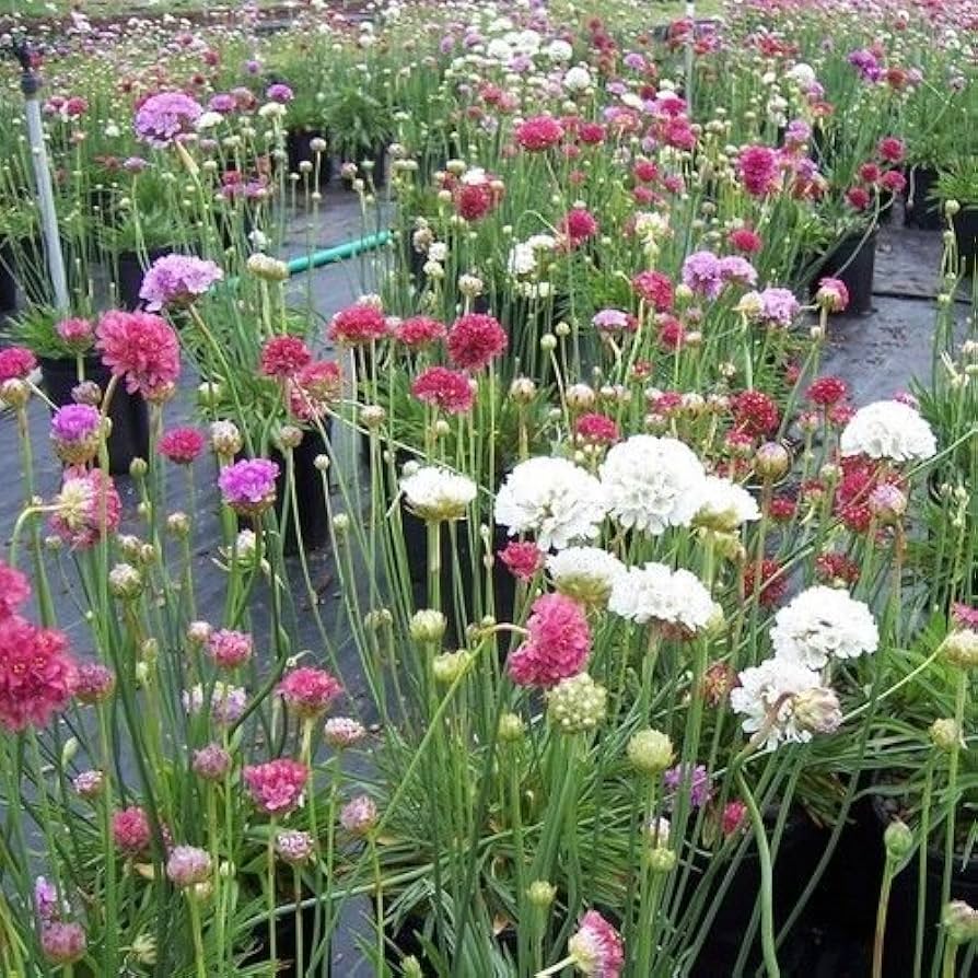 Premium Mixed Joystick Flower seeds for Planting Low Maintenance, Heirloom & GMO Free Seeds for Home Garden seeds