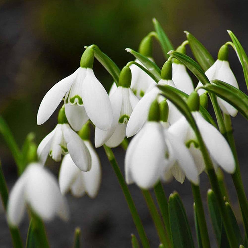 Premium Galanthus Flower seeds for Planting Compact Growth, Heirloom & GMO Free Seeds for Home Garden seeds