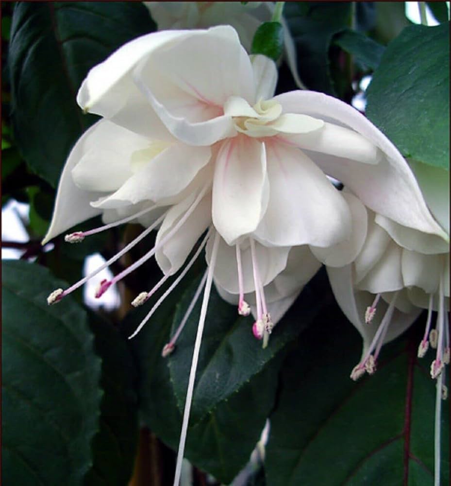 High quality Fuchsias White Pink Flower seeds for Planting Seasonal Bloomer, Heirloom & GMO Free Seeds for Home Garden seeds pack