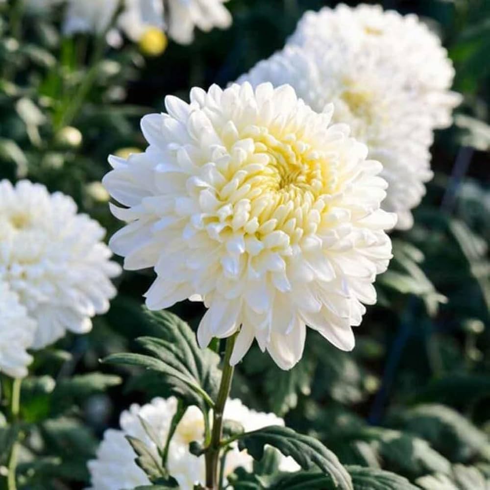 Chrysanthemum White Flower seeds for Planting Premium Quality, Heirloom & GMO Free Seeds for Home Garden seeds for planting
