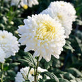 Chrysanthemum White Flower seeds for Planting Premium Quality, Heirloom & GMO Free Seeds for Home Garden seeds for planting