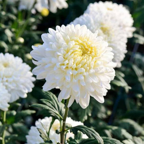 Chrysanthemum White Flower seeds for Planting Premium Quality, Heirloom & GMO Free Seeds for Home Garden seeds for planting