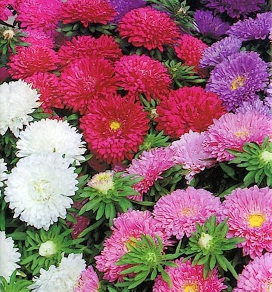 Heirloom China Aster Flower seeds for Planting Cottage Garden Essential Heirloom & GMO Free Seeds for Home Garden