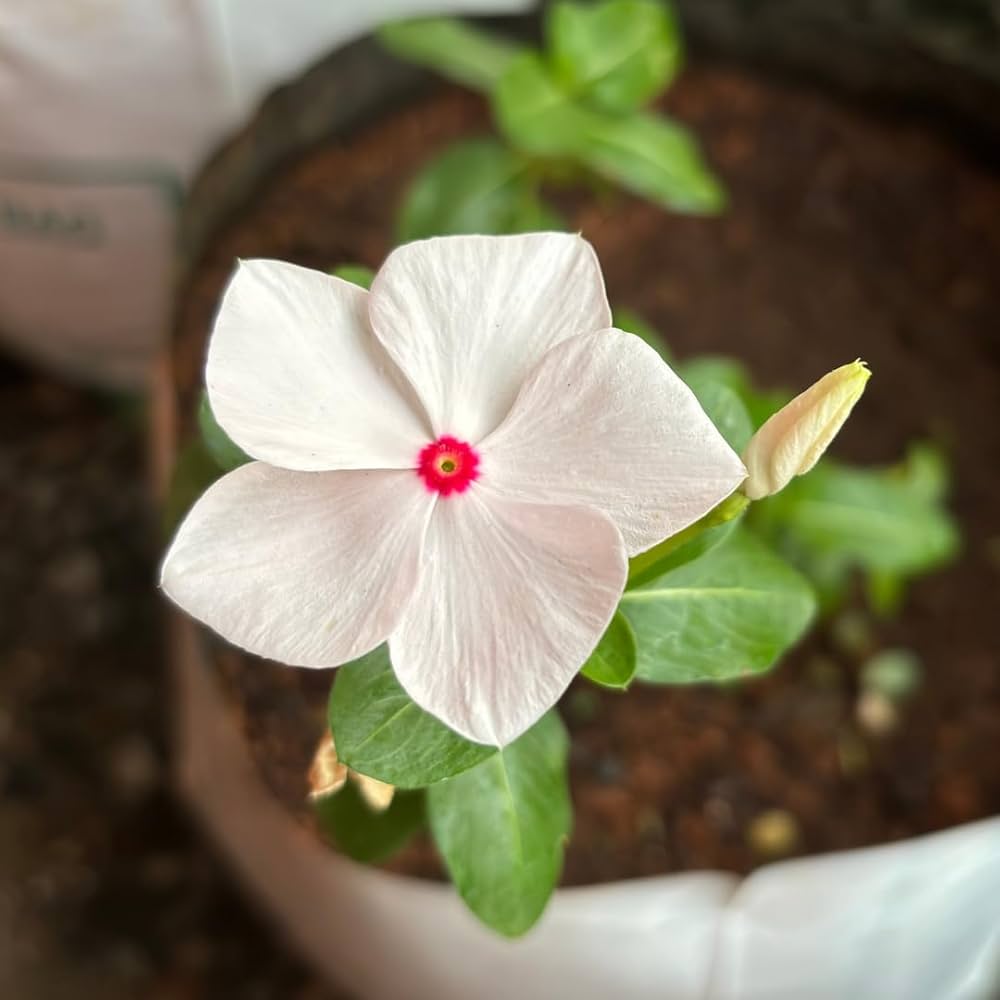 White Vinca Rosea Flower seeds for Planting Hardy Variety, Heirloom & GMO Free Seeds for Home Garden seeds for planting