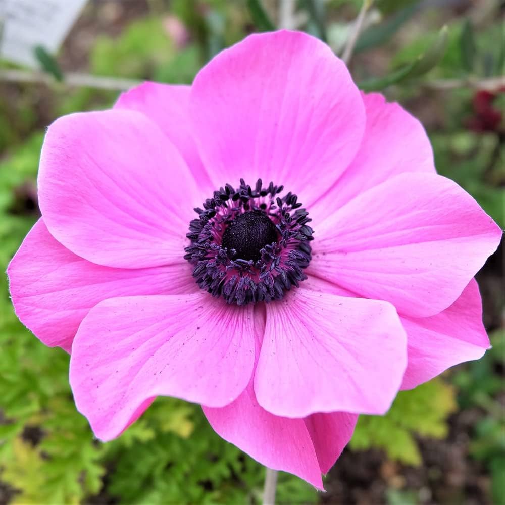 Anemone Flower seeds for Planting Vibrant Colors, Heirloom & GMO Free Seeds for Home Garden vegetable and garden seeds