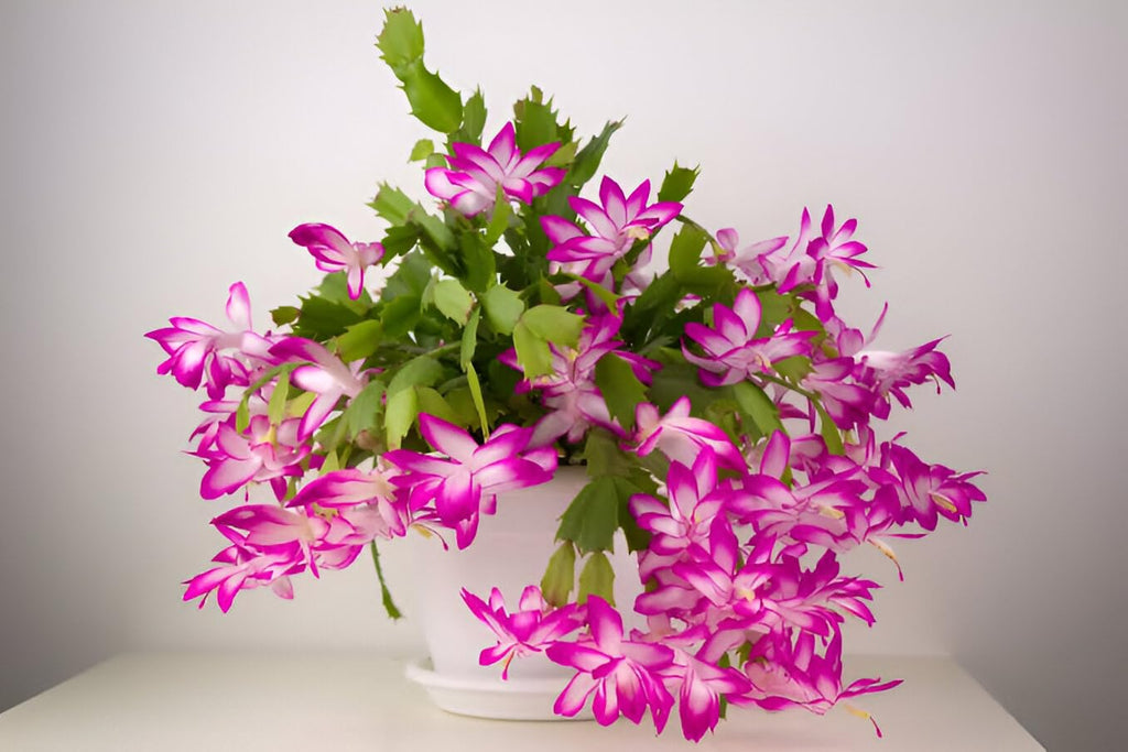 Pink & White Schlumbergera Flower seeds for Planting Long Bloom Season, Heirloom & GMO Free Seeds for Home Garden vegetable and garden seeds