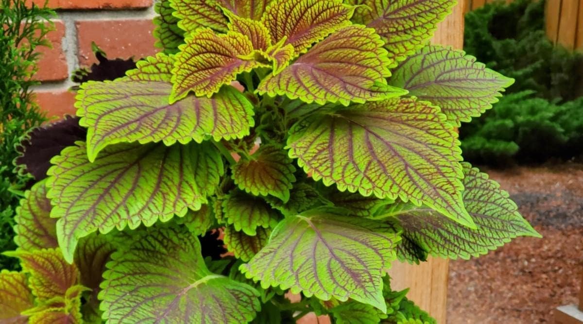 High quality Green Brown Coleus Flower seeds for Planting Cottage Garden Essential, Heirloom & GMO Free Seeds for Home Garden seeds pack