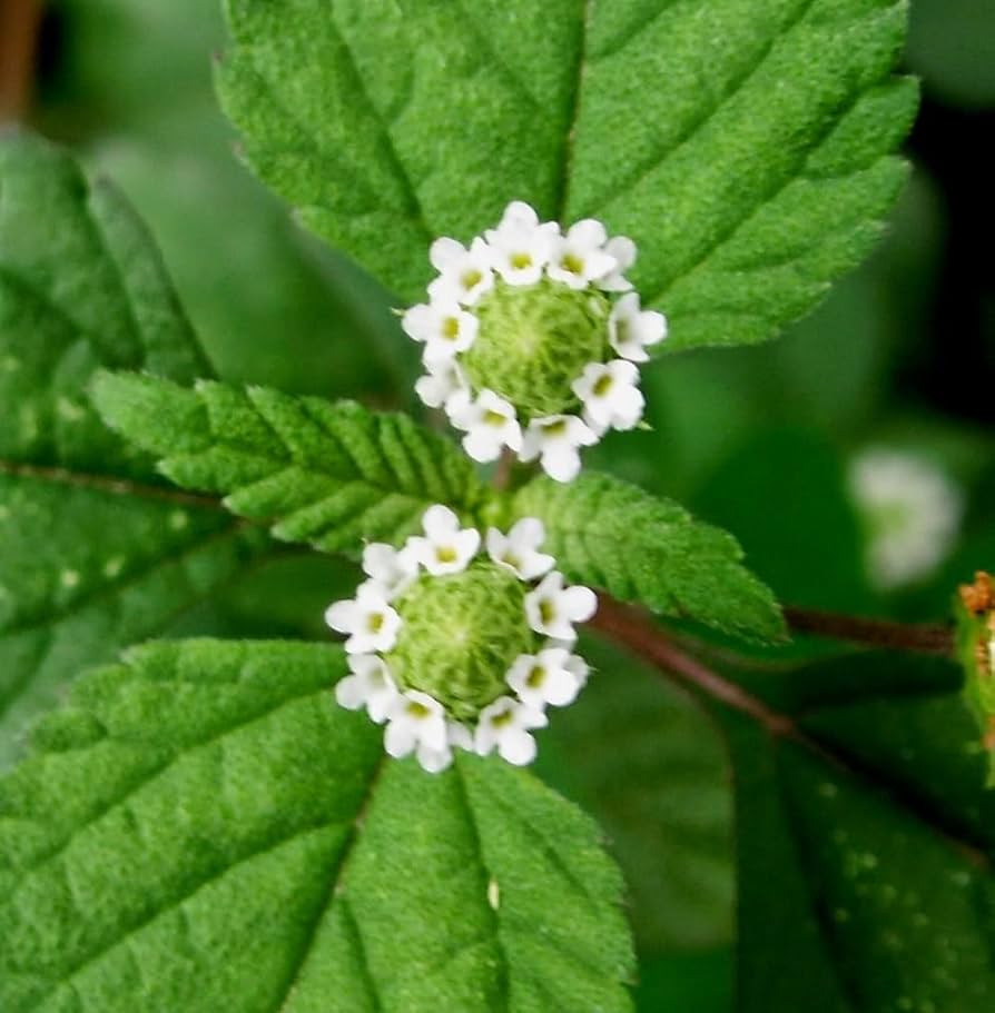 Aztec Sweet Herb (Lippia dulcis) - Honeyherb, Mayan Mint, Dulce Buttons, White Flower Seeds