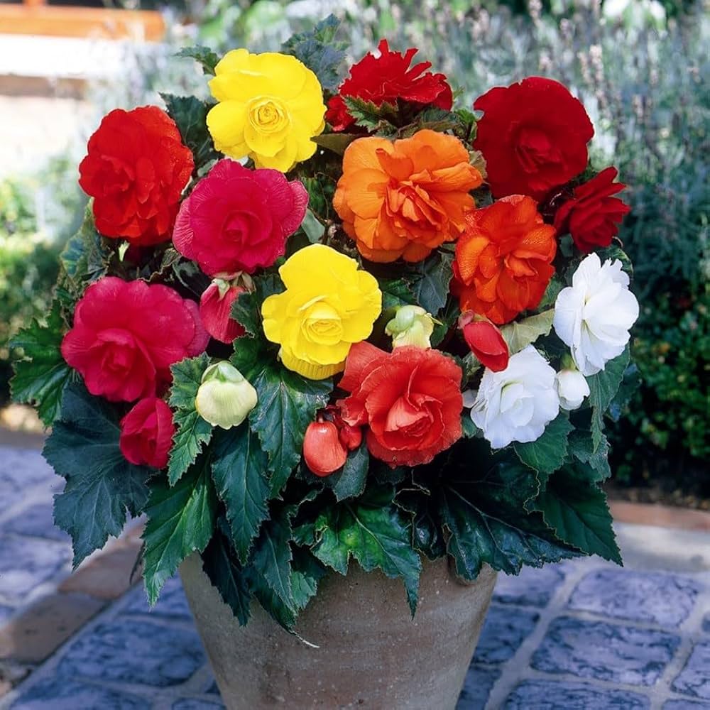 Mixed Begonia Flower seeds for Planting Long Bloom Season, Heirloom & GMO Free Seeds for Home Garden seeds for planting