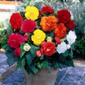 Mixed Begonia Flower seeds for Planting Long Bloom Season, Heirloom & GMO Free Seeds for Home Garden seeds for planting