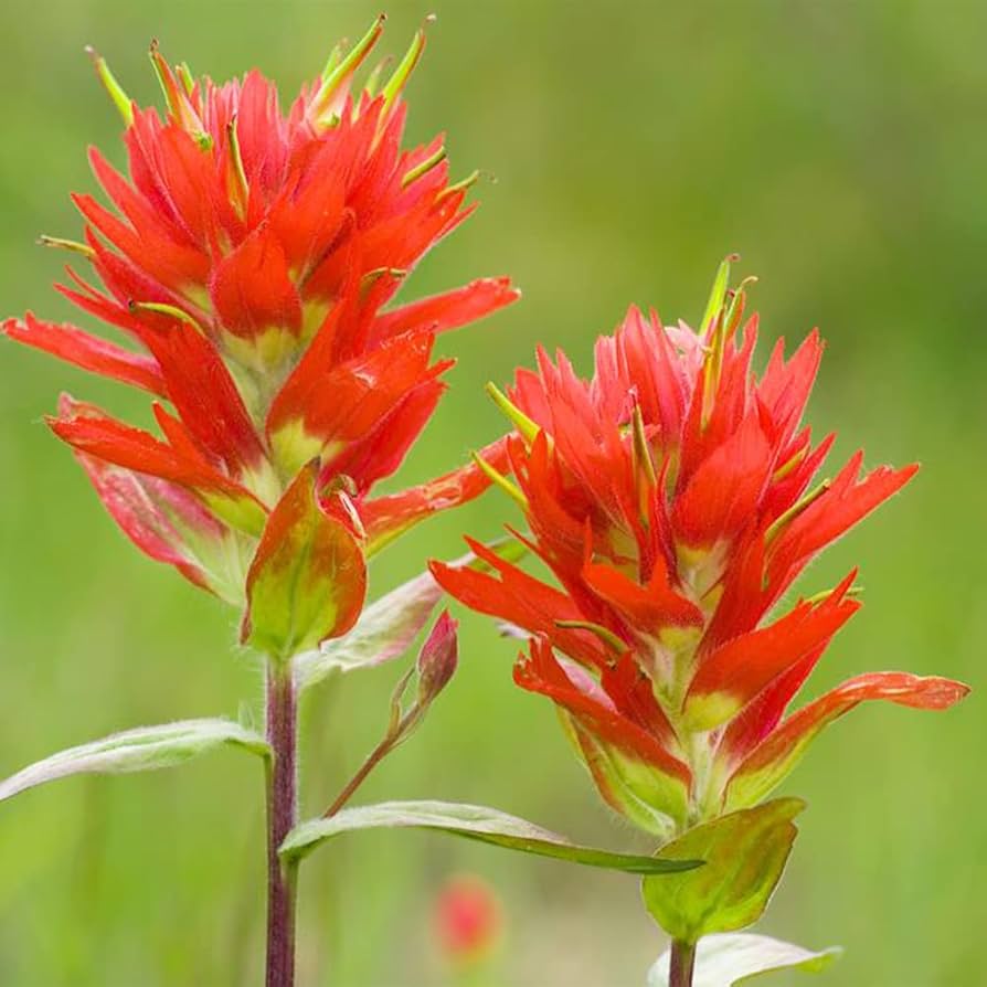 Orange Castilleja Flower seeds for Planting Fragrant Blossoms, Heirloom & GMO Free Seeds for Home Garden seeds for planting