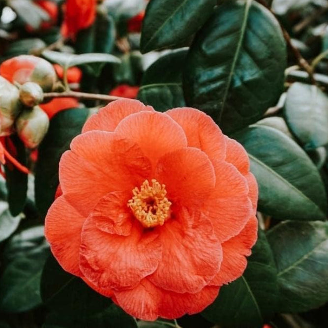 Light Orange Camellia Flower seeds for Planting Perfect for Borders, Heirloom & GMO Free Seeds for Home Garden seeds for planting