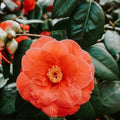 Light Orange Camellia Flower seeds for Planting Perfect for Borders, Heirloom & GMO Free Seeds for Home Garden seeds for planting