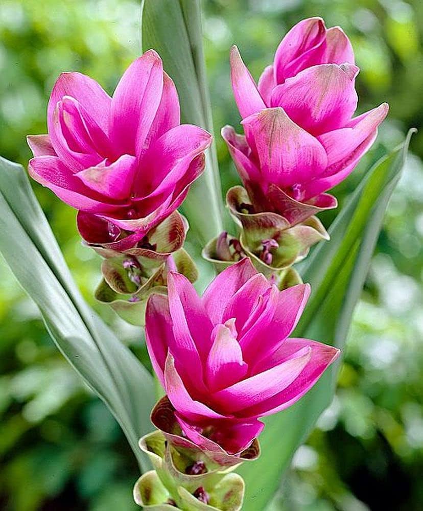Curcuma Flower seeds for Planting Seasonal Bloomer, Heirloom & GMO Free Seeds for Home Garden vegetable and garden seeds