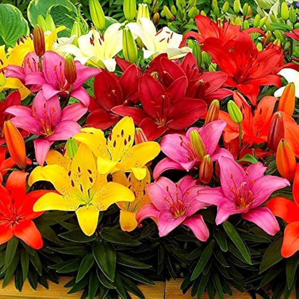 Lluvia Flower seeds for Planting Cut Flower Favorite, Heirloom & GMO Free Seeds for Home Garden seeds for planting