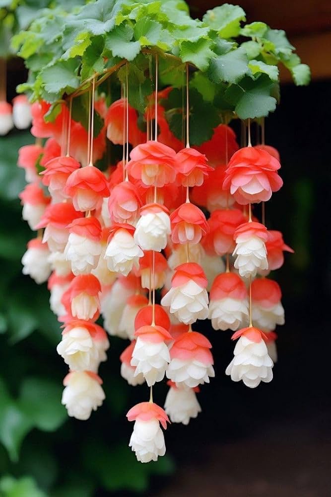 Begonia Boliviensis Flower seeds for Planting Perfect for Borders, Heirloom & GMO Free Seeds for Home Garden seeds for home gardening