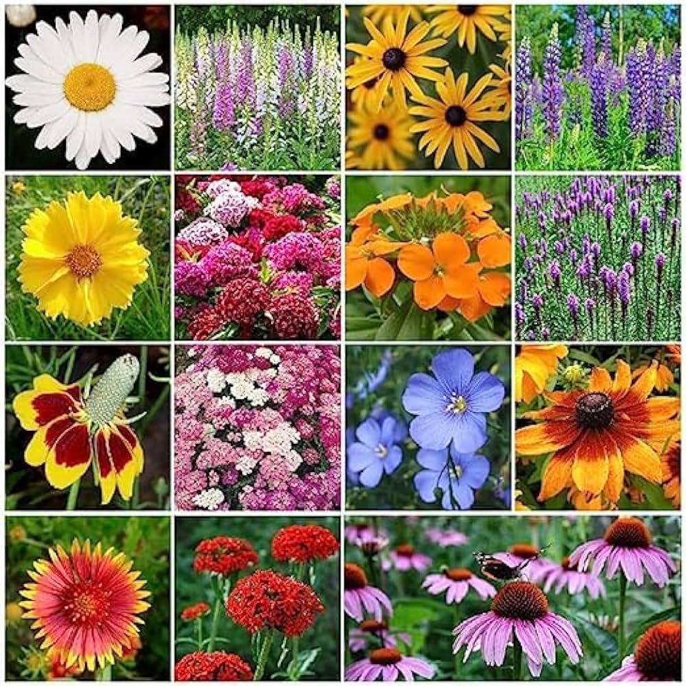 Perennial Flower seeds for Planting Cottage Garden Essential Heirloom & GMO Free Seeds for Home Garden