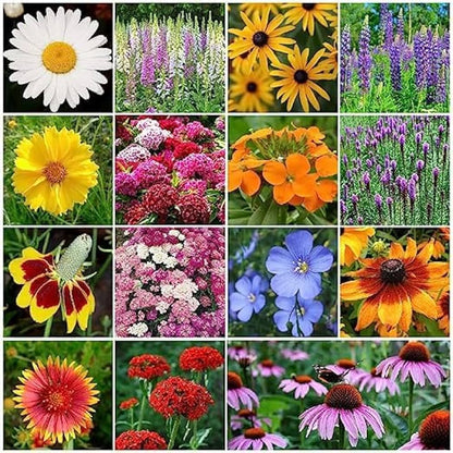 Perennial Flower seeds for Planting Cottage Garden Essential Heirloom & GMO Free Seeds for Home Garden