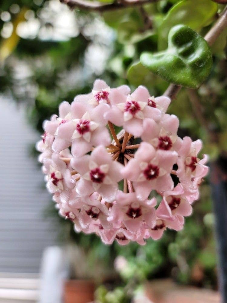 Premium Hoya Carnosa Flower seeds for Planting Compact Growth, Heirloom & GMO Free Seeds for Home Garden seeds