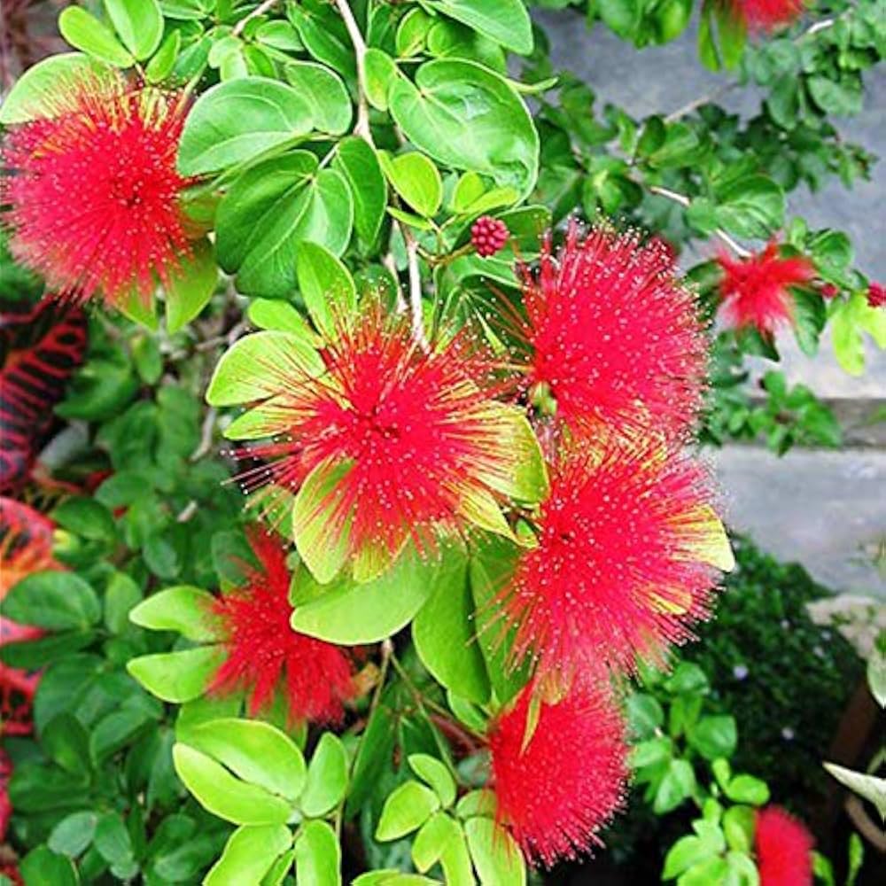 Mimosa Pudica Flower seeds for Planting Fragrant Blossoms, Heirloom & GMO Free Seeds for Home Garden vegetable and garden seeds